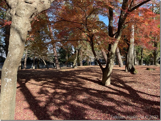 紅葉の絨毯