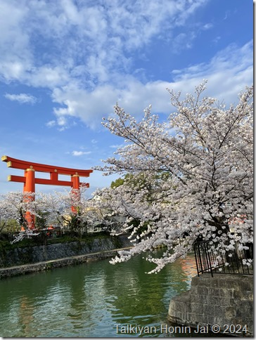 疏水と平安神宮の鳥居と桜（2024年4月7日撮影）