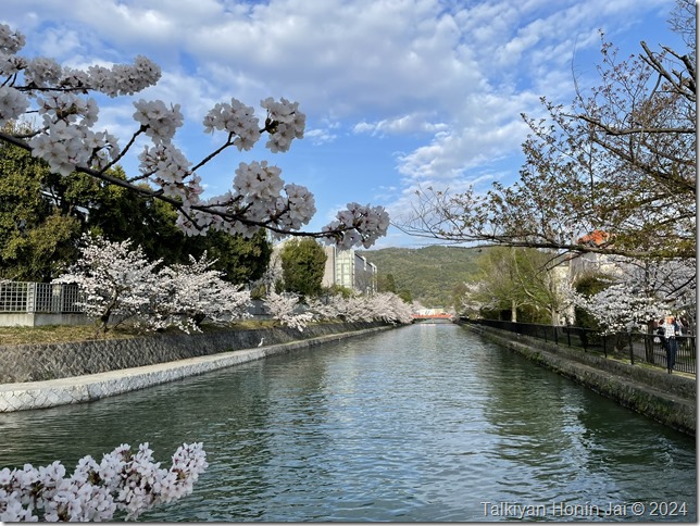 疏水と桜（2024年4月7日撮影）