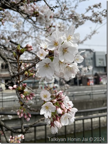 鴨川沿いの桜のトンネル（2024.4.5）その3