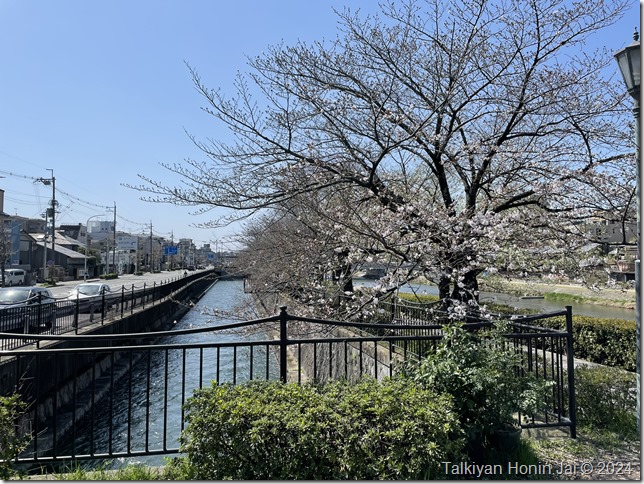 鴨川沿いの桜