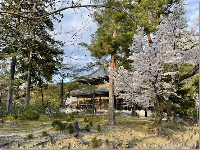 南禅寺法堂と桜（2024年4月7日撮影）