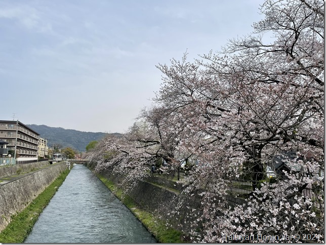 疎水沿いの桜（2024.4.5）その2