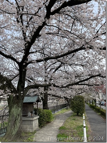 疎水沿いの桜（2024.4.5）