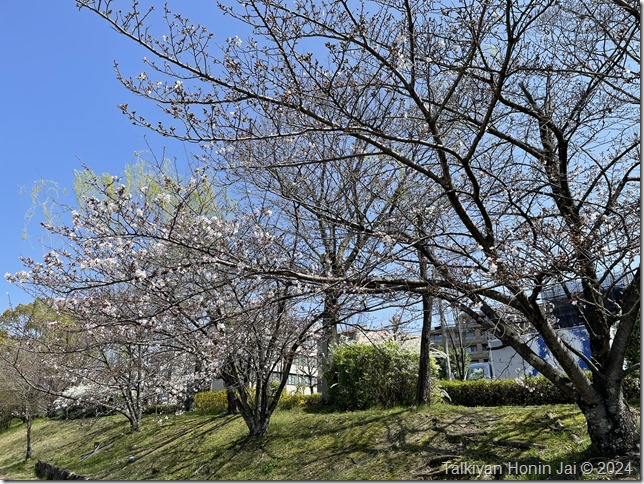 鴨川の堤防の桜