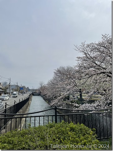 鴨川沿いの桜のトンネル（2024.4.5）その2
