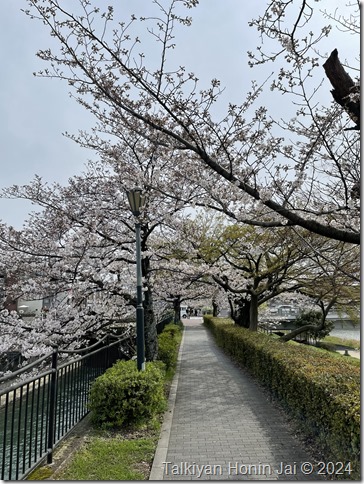 鴨川沿いの桜のトンネル（2024.4.5）