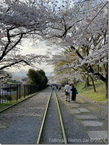 蹴上インクラインの桜のトンネル（2024年4月7日撮影）