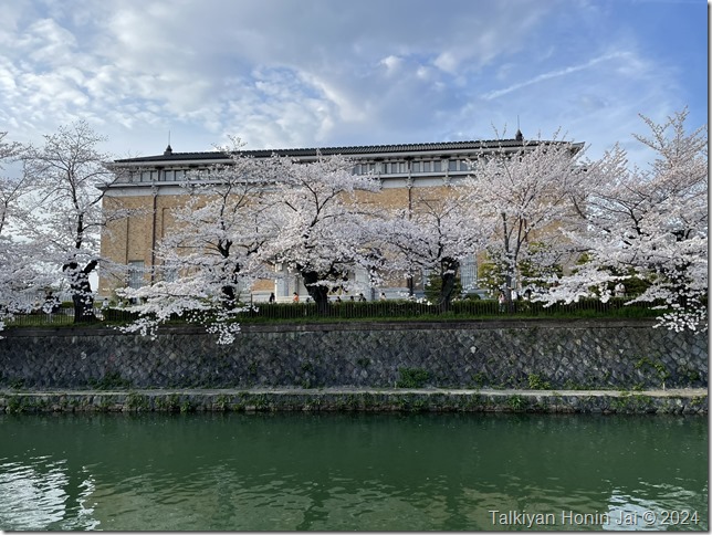 美術館と桜と疏水（2024年4月7日撮影）