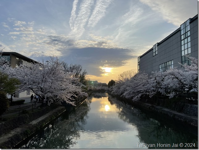 夕日と疏水と桜（2024年4月7日撮影）